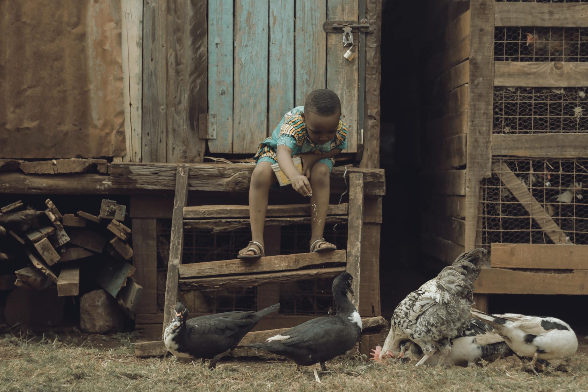 Young boy feeding ducks outside a rustic barn in rural Kenya.